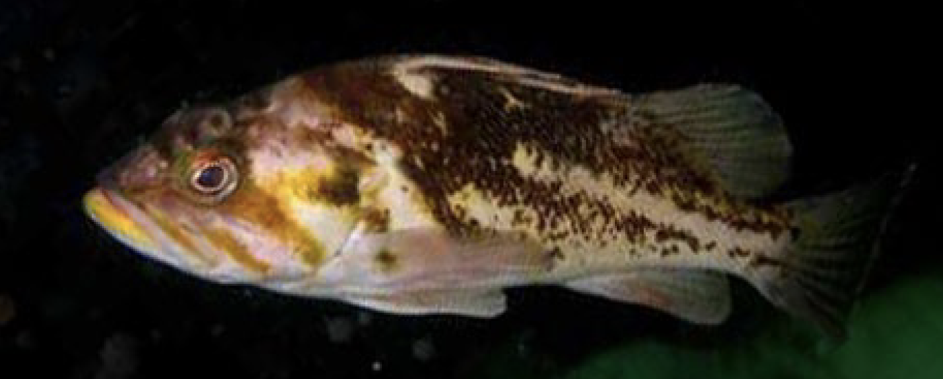 <p>Family Scorpaenidae</p>