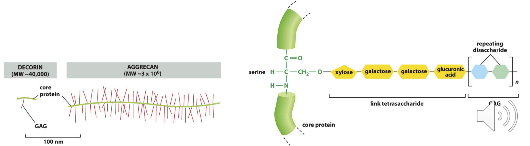 <p>Protein + sugar</p><ul><li><p>at least 1 sugar but must be a GAG </p><ul><li><p>which covalently bond to the protein</p></li></ul></li><li><p>hyaluronan DOES NOT covalently attach to proteins to form proteoglycans.</p><ul><li><p>can be huge - <strong>aggrecan</strong>, &gt;100 GAG chains</p></li><li><p>can be small - <strong>decorin</strong>, &lt;10 GAG chains</p></li></ul></li></ul><p></p>