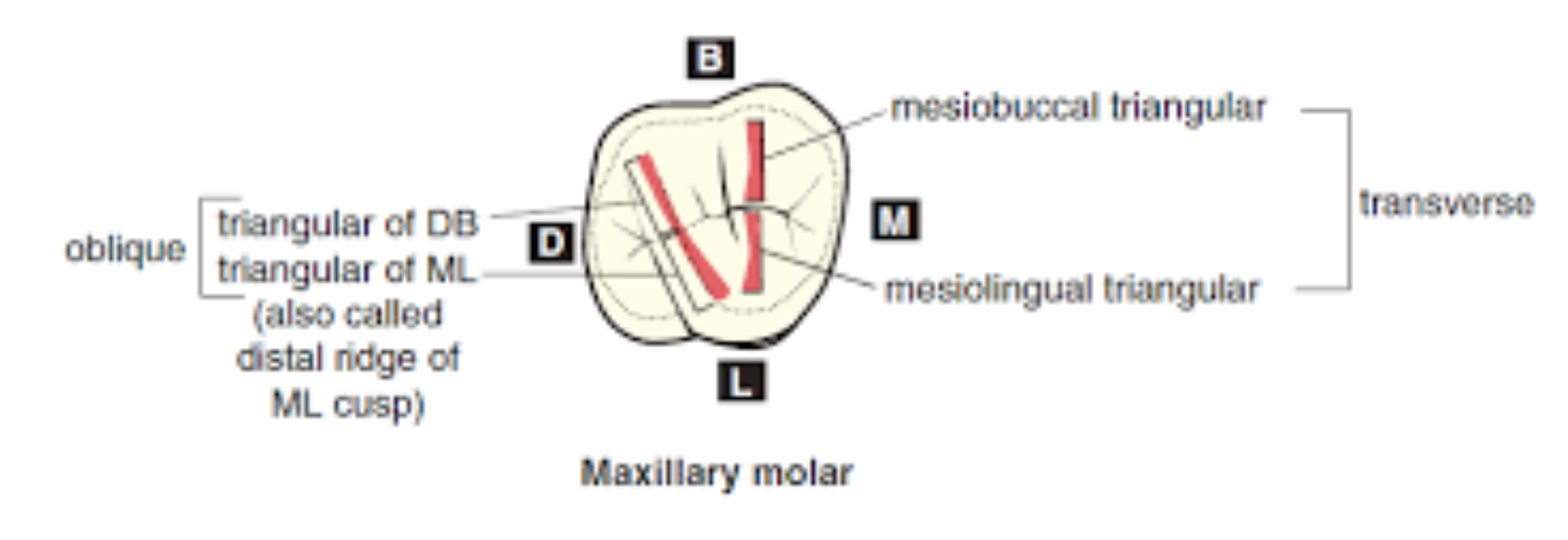 <p>When a buccal and a lingual triangular ridge join, they form a transverse ridge.</p><p>The union of two triangular ridges crossing transversely the surface of a posterior tooth</p>