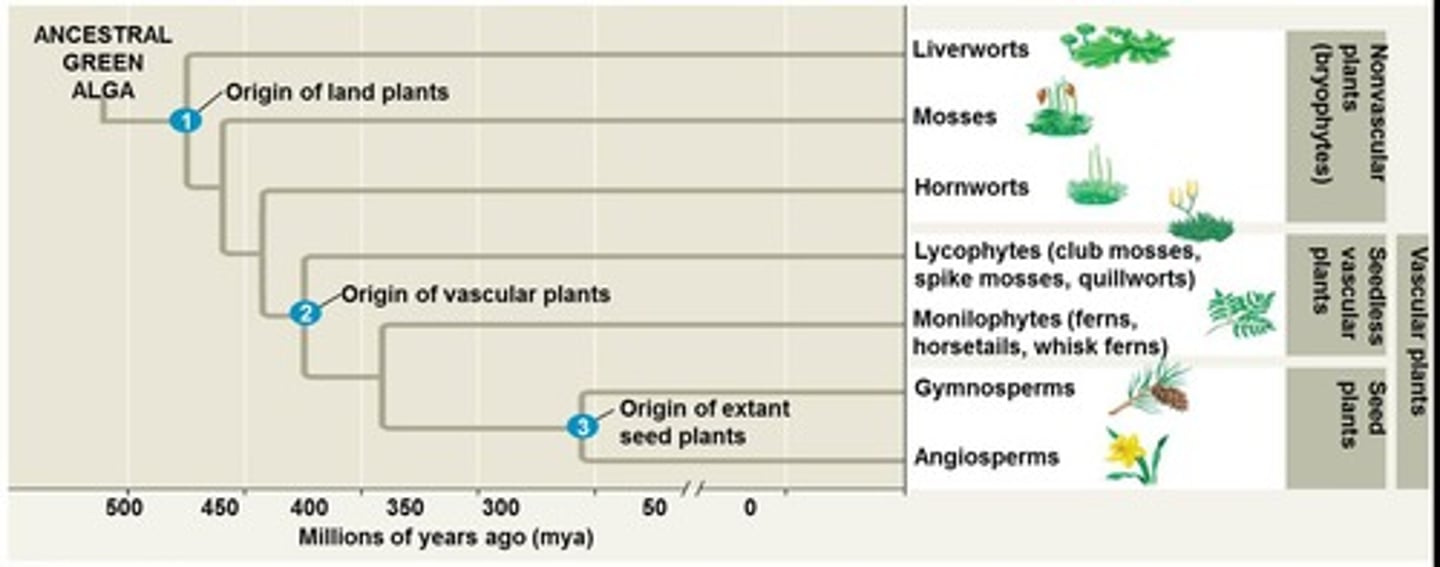 <p>The colonization of land.</p>