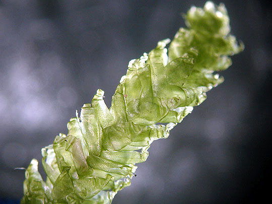<p>leaves transversely wavy, costa short and double</p>