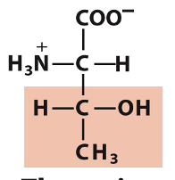 <p>Which amino acid is this?</p>
