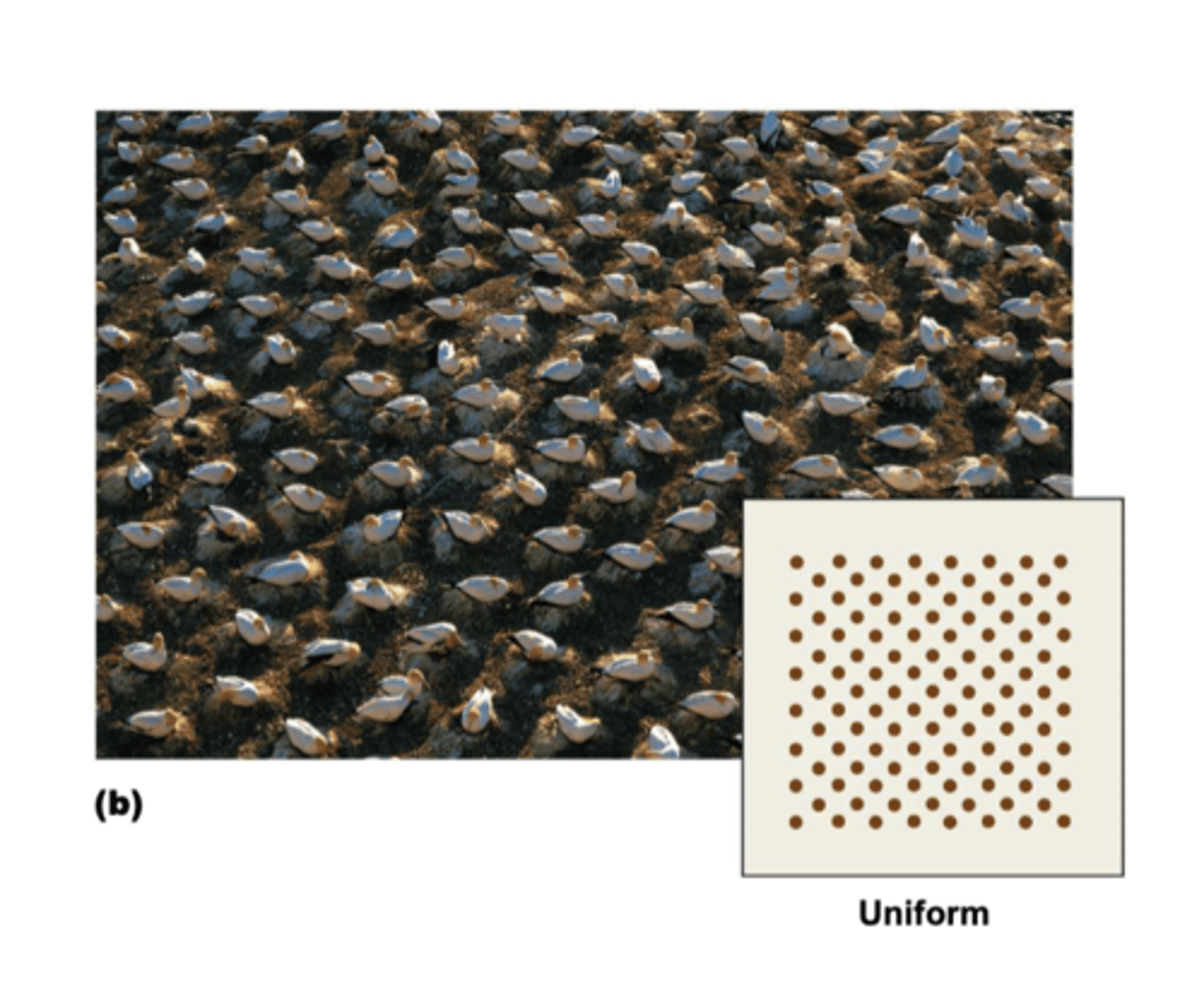 <p>evenly spaced</p>