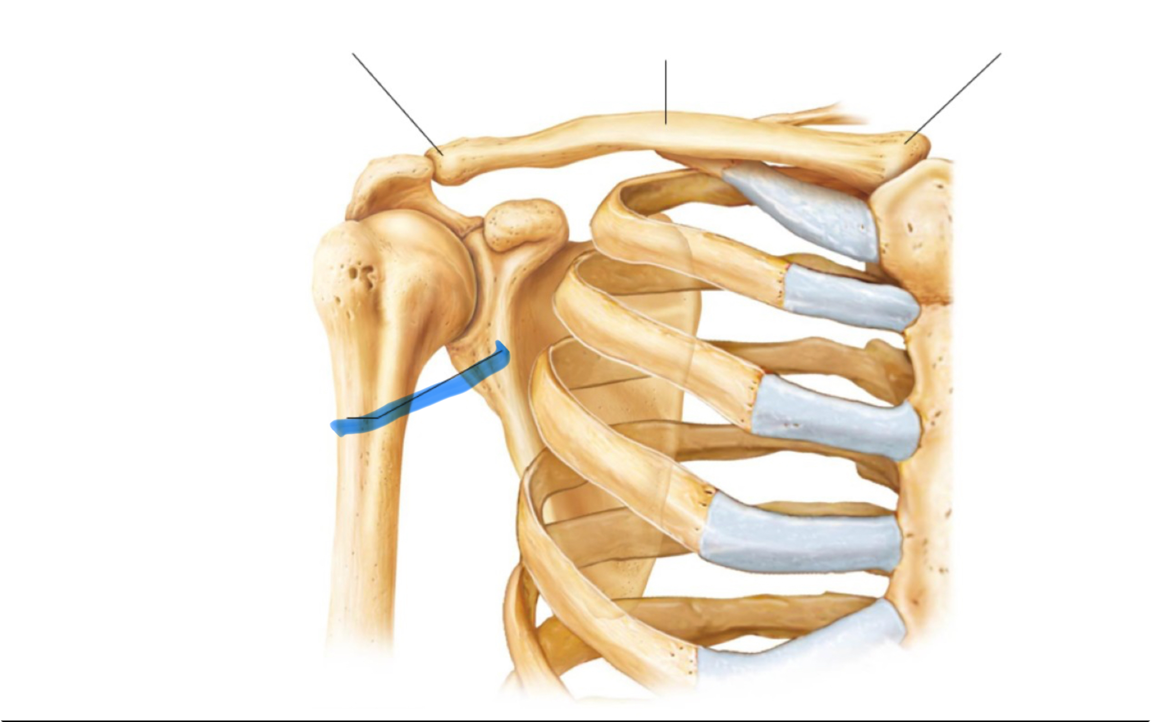 <p>What marking is this?</p>
