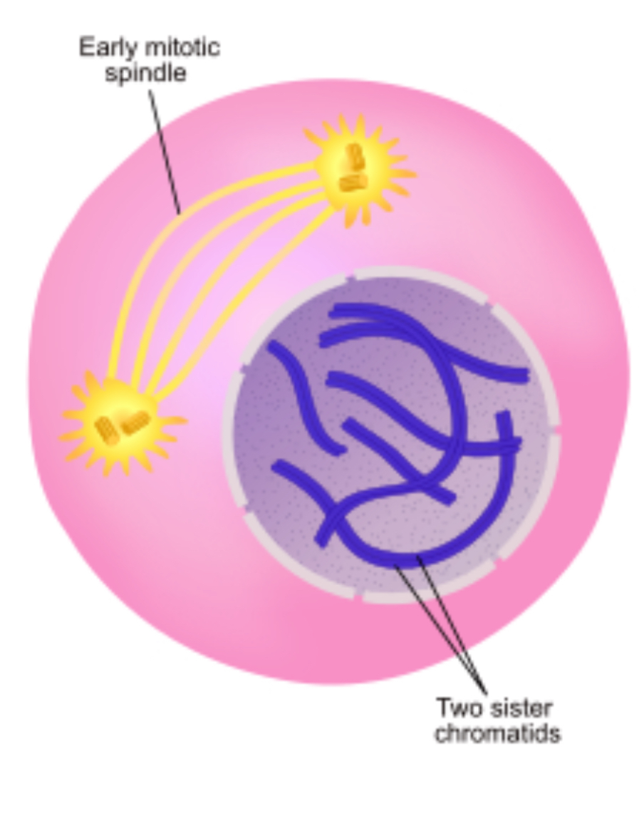 <p>Purple stained chromatin is condensing into visible clumps called chromosomes made up of two sister chromatids, nuclear envelope is intact but beginning to disintegrate.</p>