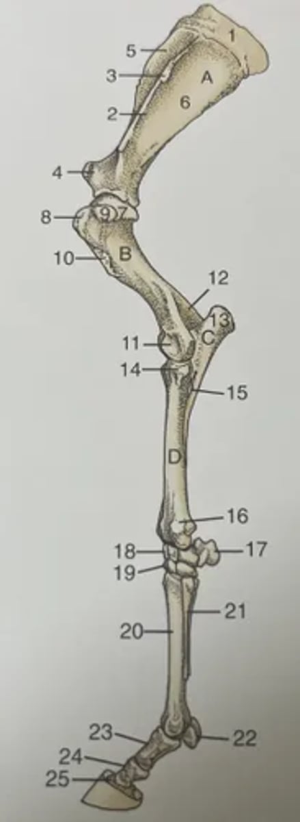 <p>A. Scapula</p><p>B. Humerus</p><p>C. Ulna</p><p>D. Radius</p><p>1. Scapula cartilage</p><p>2. Spine of scapula</p><p>3. Tuberosity of scapula spine</p><p>4. Supraglenoid tubercle</p><p>5. Supraspinous fossa</p><p>6. Infraspinous fossa</p><p>7. Head of humerus</p><p>8. Cranial part of greater tubercle of humerus</p><p>9. Caudal part of greater tubercle of humerus</p><p>10. Deltoid</p><p>11. Condyle</p><p>12. Olecranon fossa</p><p>13. Olecranon</p><p>14. Tubercle for lateral collateral ligament</p><p>15. Interosseous space</p><p>16. Lateral styloid process of radius</p><p>17. Accessory carpal bone</p><p>18. Proximal row of carpal bones</p><p>19. Distal row of carpal bones</p><p>20. Third metacarpal bone</p><p>21. Splint bone</p><p>22. Proximal sesamoid bones</p><p>23. Proximal phalanx</p><p>24. Middle phalanx</p><p>25. Distal phalanx</p>