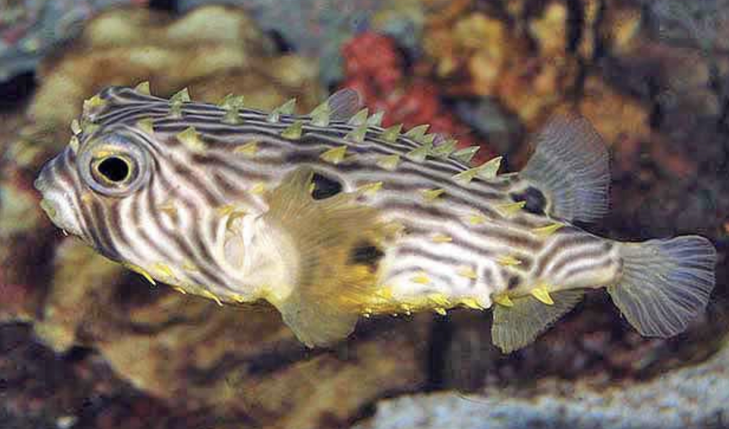 <p>Irregular dark brown stripes on back and sides</p><p>Fleshy tabs covering body</p><p>Large black patches above and behind pectoral fins and at dorsal</p>