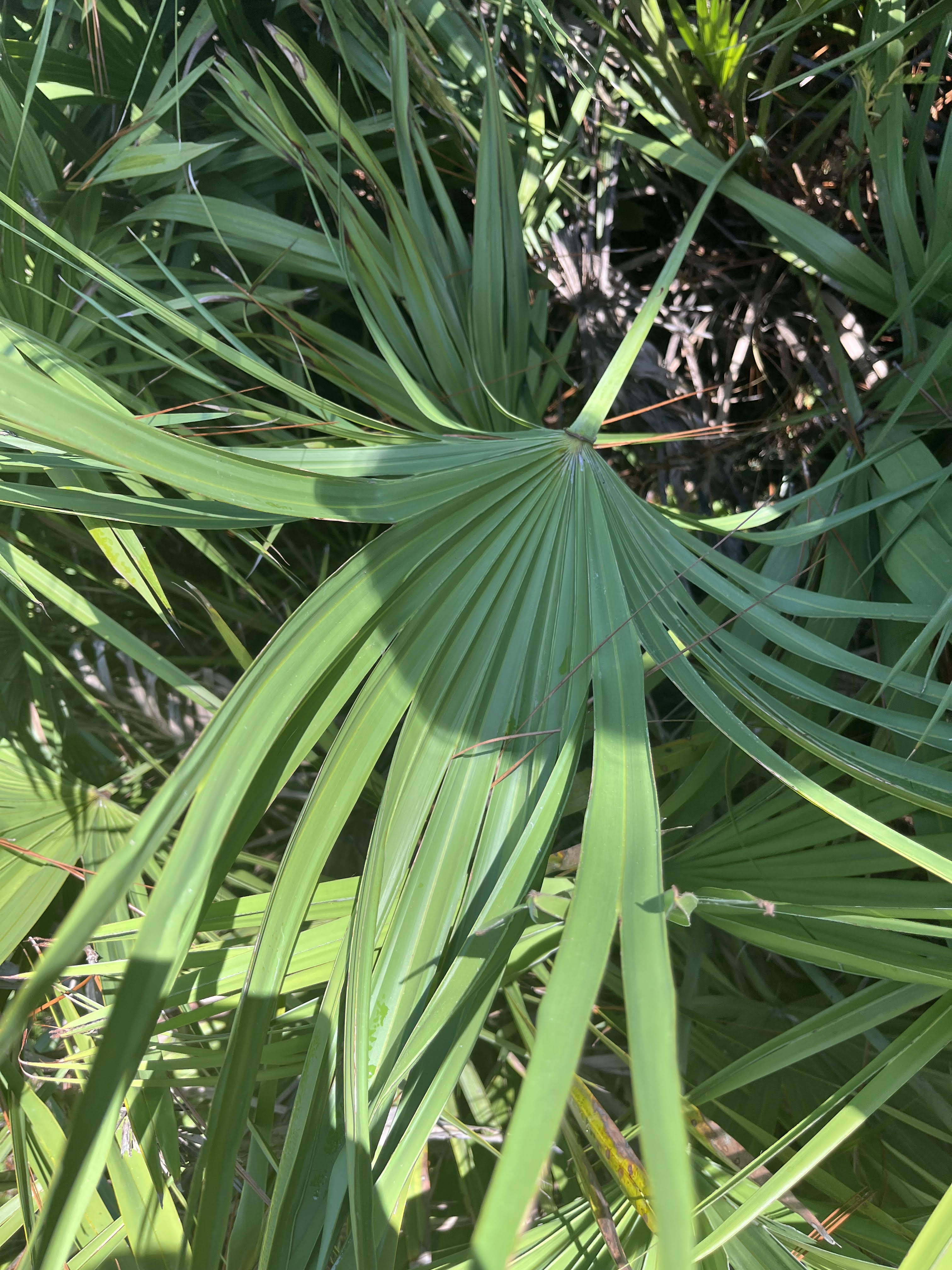 palmate leaf shape
blunt end on the petiole
razor–sharp edges on the stems of the leaves