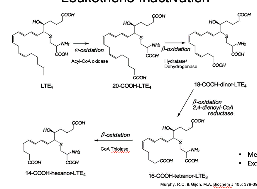 <ul><li><p>LTE → 20-COOH-LTE<sub>4</sub></p><ul><li><p><span>ω-oxidation</span></p></li><li><p>thru acyl-coA oxidative</p></li></ul></li><li><p>20-COOH-LTE<sub>4</sub> → 18-COOH-dinor-LTE<sub>4</sub></p><ul><li><p><span>β-oxidation</span></p></li><li><p><span>thru hydratase/dehydrogenase</span></p></li></ul></li><li><p>18-COOH-dinor-LTE<sub>4</sub> → 16-COOH-tetranor-LTE<sub>3</sub></p><ul><li><p><span>β-oxidation</span></p></li><li><p><span>thru 2,4-dienoyl-coA reductase</span></p></li></ul></li><li><p>16-COOH-tetranor-LTE<sub>3</sub> → 14-COOH-hexanor-LTE<sub>4</sub></p><ul><li><p><span>β-oxidation</span></p></li><li><p><span>thru coA thiolase</span></p></li></ul></li><li><p>metabolized in the<u> liver</u></p></li><li><p>excreted in the <u>urine</u></p></li></ul><p></p>