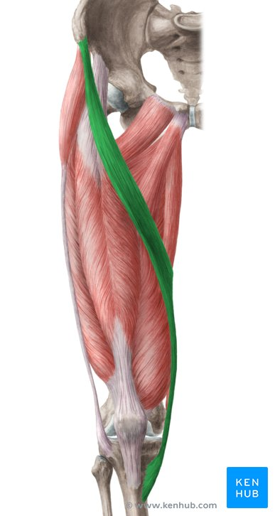 <p>anterior superior iliac spine</p>