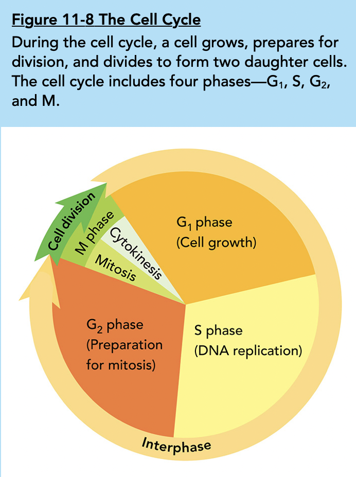 The "G" stands for gap, but these phases are actually full of growth/activity, while the "S" stands for synthesis