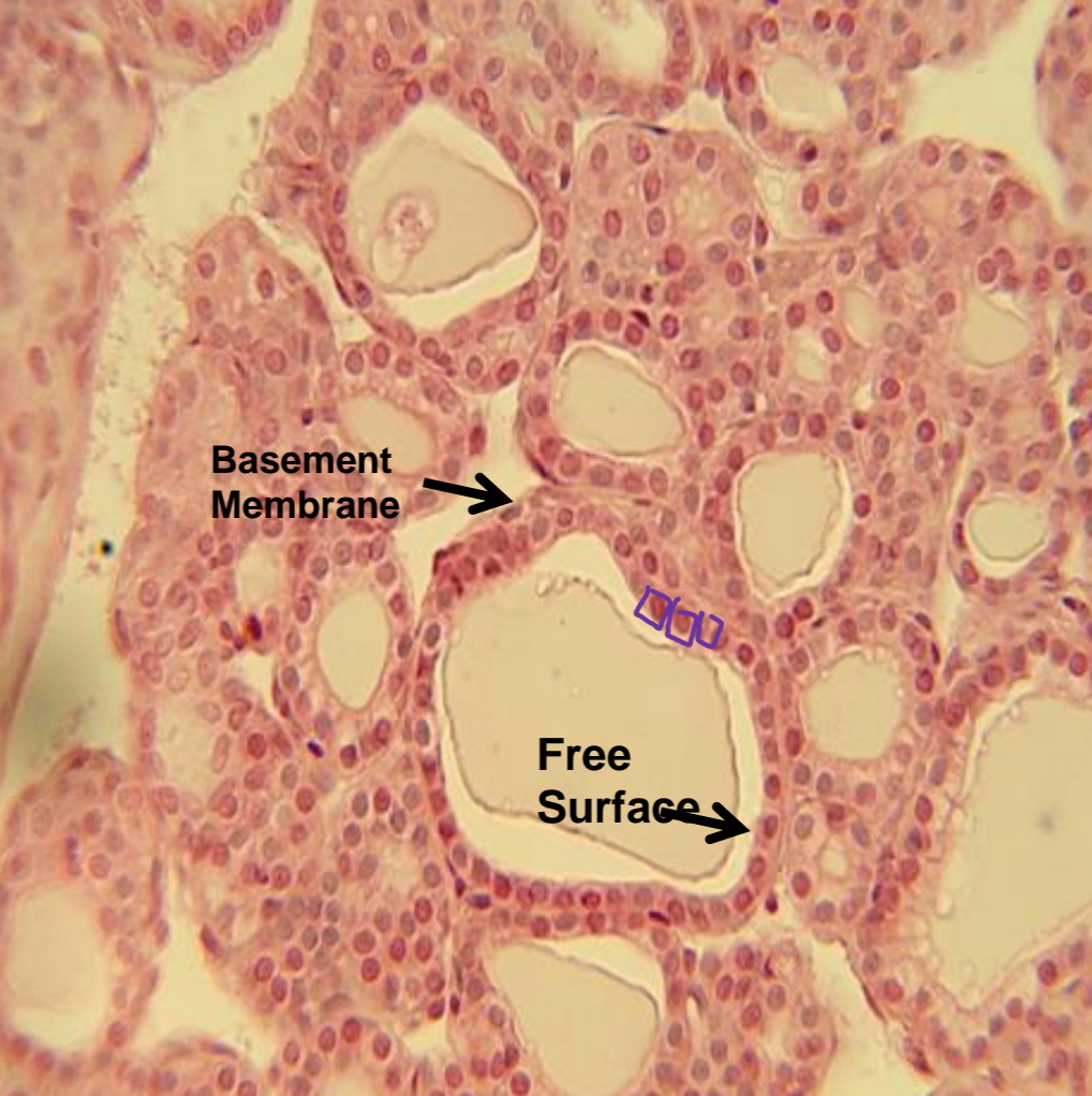 <p>what tissue is depicted in the image</p>