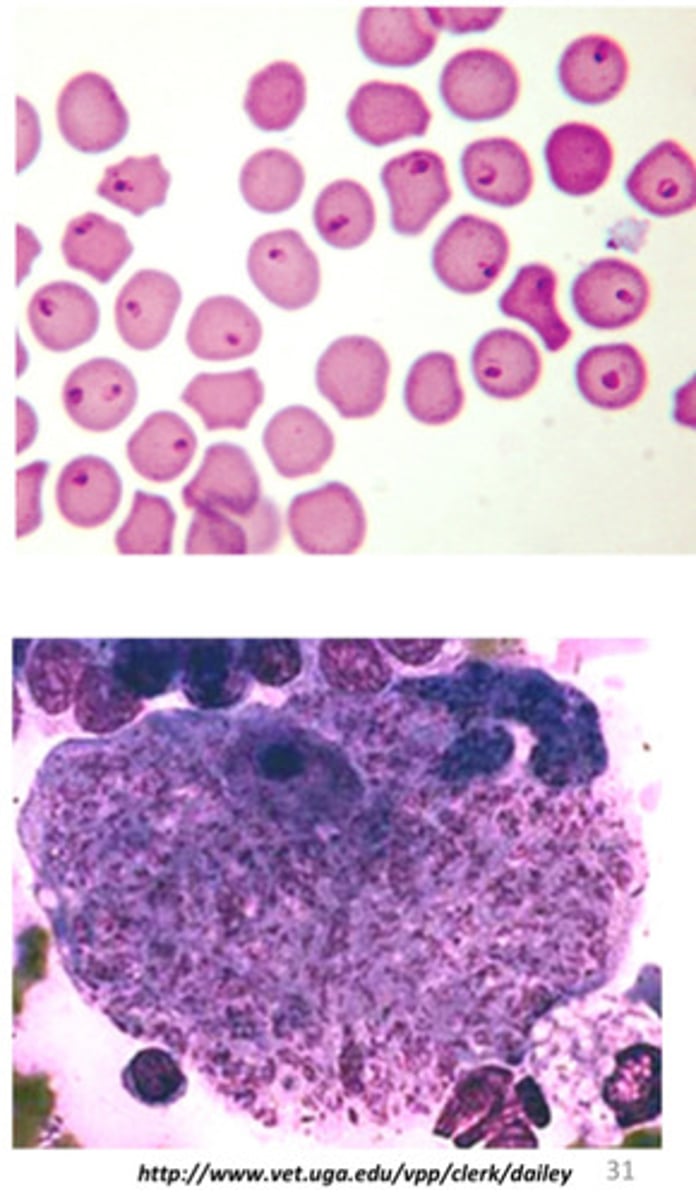 <p>ID the following parasite (cat)</p>