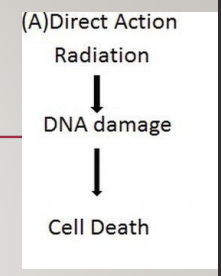 <p>the incoming high-energy electrons hit DNA and RNA within the cells </p><p>directly disrupting the molecular structre</p><p>weak bonds between the nucleic acids break</p><p>inability to pass on the information and/or abnormal replication</p><p>cell damage or cell death may occur</p>