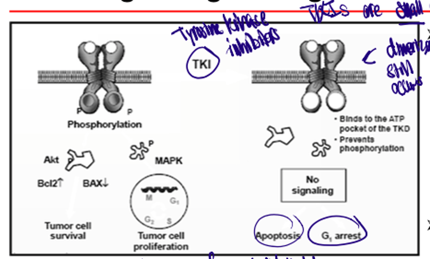 <p>Left: normal cancer function</p><p>Right: TKI, note that dimerization and ligand binding still takes place but there is NO SIGNALING</p>