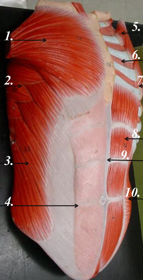 <p>What Muscle is #3?</p>