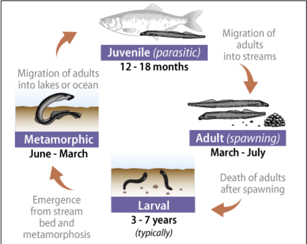 <ol><li><p>emergence of larva from stream bed and metamorphosis</p></li><li><p>migration of adults into lakes or oceans</p></li><li><p>migration of adults into streams</p></li><li><p>death of adults after spawning</p></li></ol><p></p>