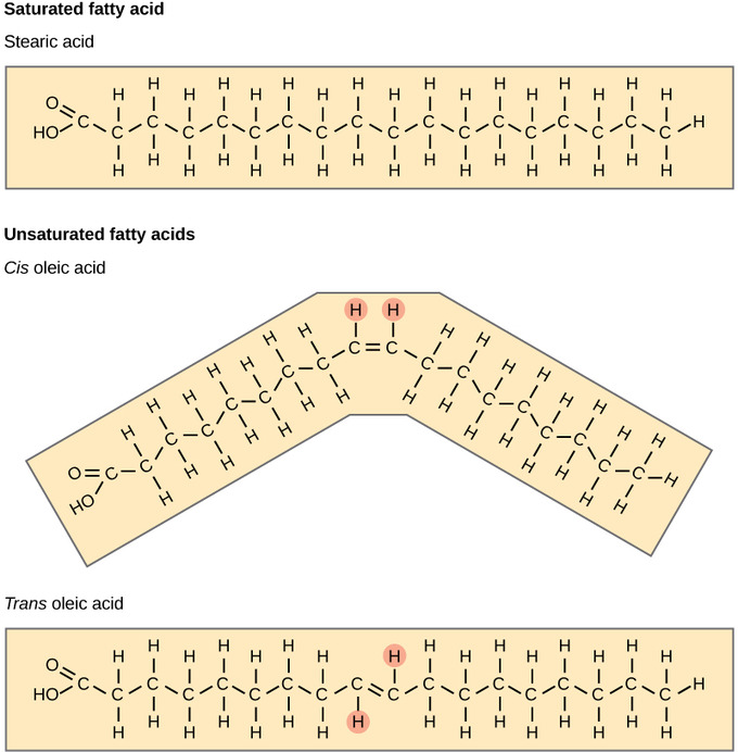 <p>C=C bond, cis acid causes bending of chain - increases membrane fluidity</p>