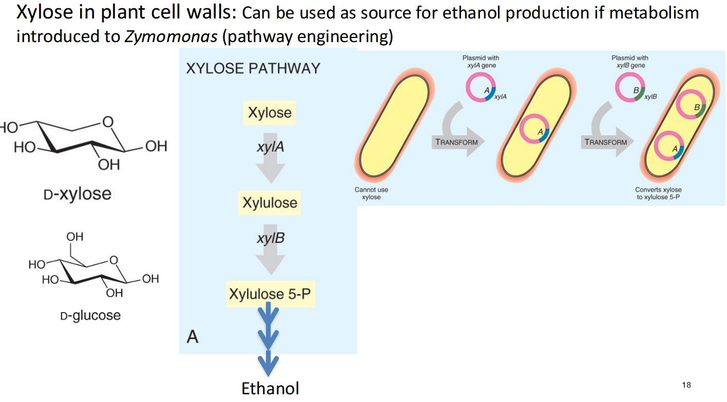 <p>xylA og xylB</p>