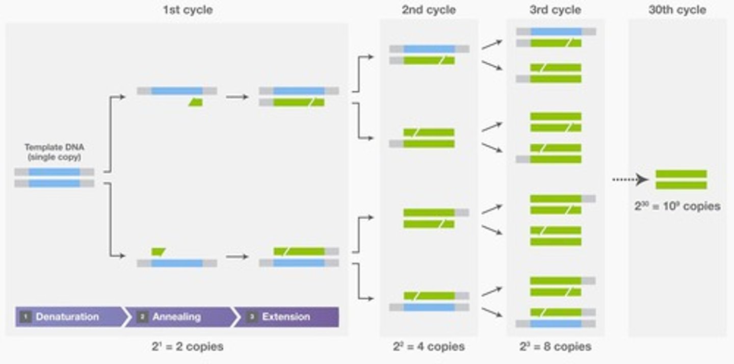 <p>The first step in PCR where the double-stranded DNA is heated to separate it into two single strands.</p>