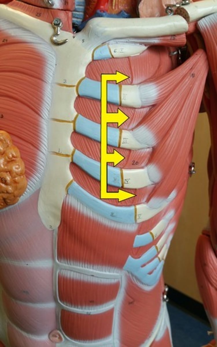 <p>elevate ribs (breathing in)</p>