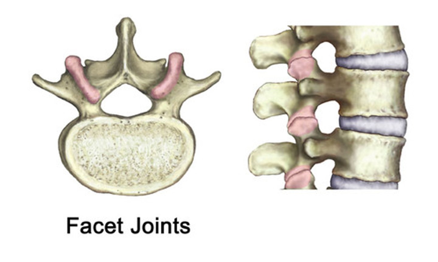 <p>zygapophyseal or facet joint</p>