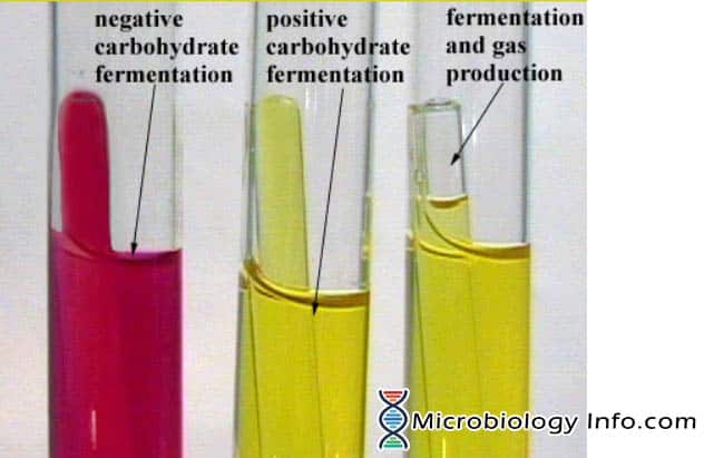 <ul><li><p>Anaerobic degradation of carbohydrates (glucose, lactose)</p></li><li><p>pH indicator - <u>phenol red,</u> red at pH 7, yellow when acidic</p><ul><li><p>Production of acid indicates fermentation of carbohydrates</p></li></ul></li><li><p>Deeper red = organism used protein (peptone) and made broth more alkaline</p></li><li><p>The Durham tube is used for collecting gas if produced</p></li></ul><p></p>