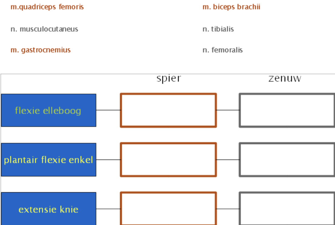 Zet de spieren en zenuwen naar de juiste plek