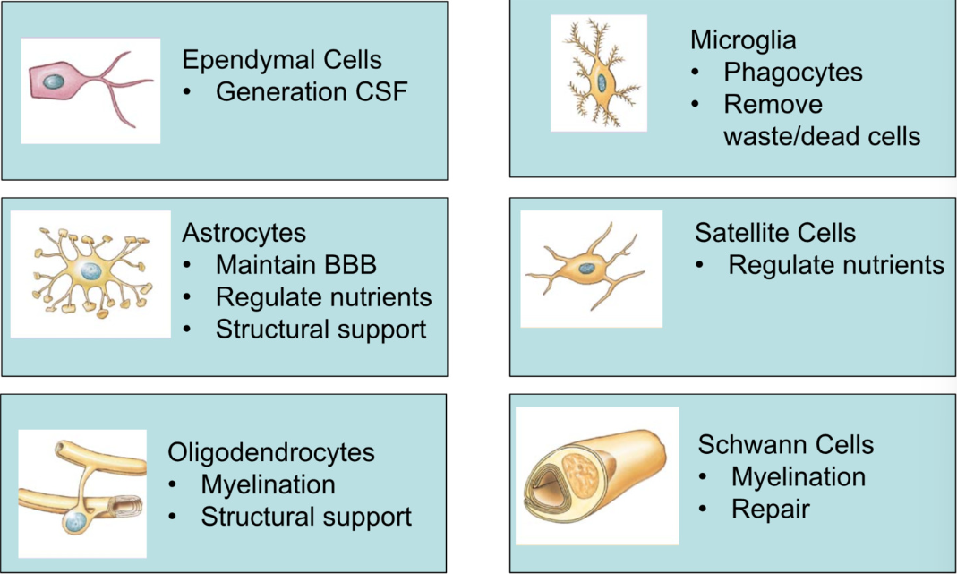 <p>Supporting Cells, ½ of neural tissue</p><ul><li><p>Ependymal (CNS)</p><ul><li><p>make and secret CSF (cerebral spinal fluid)</p></li></ul></li><li><p>Microglia (CNS)</p><ul><li><p>phagocytes</p></li><li><p>remove waste + dead cells </p></li></ul></li><li><p>Astrocytes (CNS)</p><ul><li><p>maintain BBB (blood brain barrier)</p><ul><li><p>grab onto neurons and capillary beds of brain </p></li></ul></li><li><p>structural support</p></li><li><p>regulate nutrients </p></li></ul></li><li><p>Satellite Cells (PNS)</p><ul><li><p>regulate nutrients in peripheral nervous system</p></li></ul></li><li><p>Oligodendrocytes (CNS)</p><ul><li><p>myelination </p></li><li><p>structural support </p></li></ul></li><li><p>Schwann (PNS)</p><ul><li><p>myelination + repair </p></li></ul></li></ul><p></p>