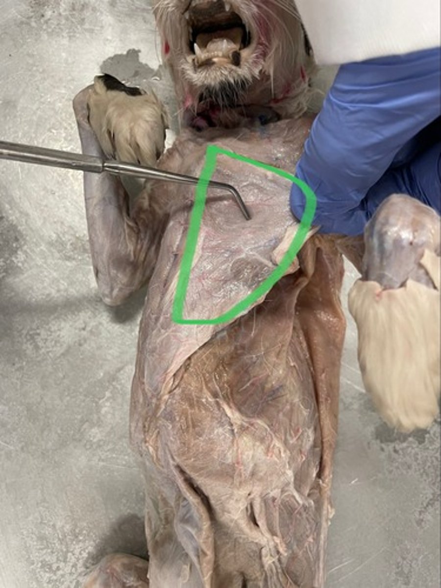 <p>O: sternum; upper costal cartilages</p><p>I: intertubercular groove of humerus</p><p>A: flex shoulder; adduct shoulder</p>