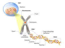 <p>Nucleus &gt; Chromosome &gt; Gene &gt; DNA</p>