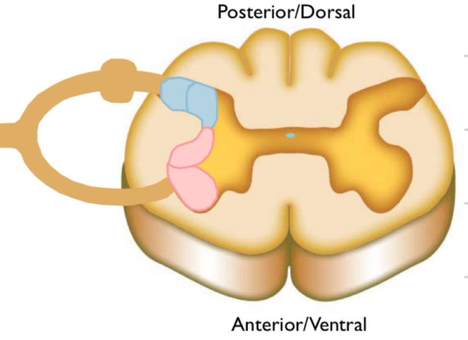 <ul><li><p>mostly myelinated axons</p></li><li><p>axons are organised into tracts</p></li><li><p>tracts replay similar info to same destination</p></li><li><p>ascending tracts - sensory/afferent input to brain</p></li><li><p>descending tacts - motor/efferent input from brain</p></li></ul><p></p>