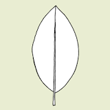 <p>Single wide middle portion</p>