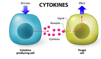<p>Small molecule that each has a specefic role in communicating information to trigger a reaction.&nbsp;They are involved in cell signaling and immune response. </p>