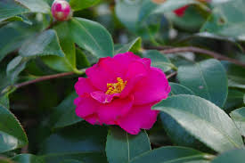 <p>Winter camellia</p>
