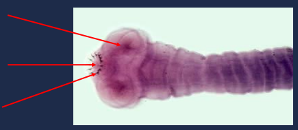 State the name of the lower portion of the picture.