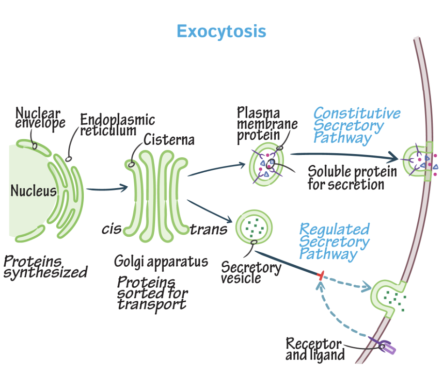 <ul><li><p>The GA collects and processes molecules (particularly proteins from RER).</p></li><li><p>After processing the molecules are transported via GV, to other parts of cell/out of cell.</p></li><li><p>Releasing the molecules from cell = secretion</p></li><li><p>The pathway followed by the molecules = secretory pathway. </p></li></ul><p></p>