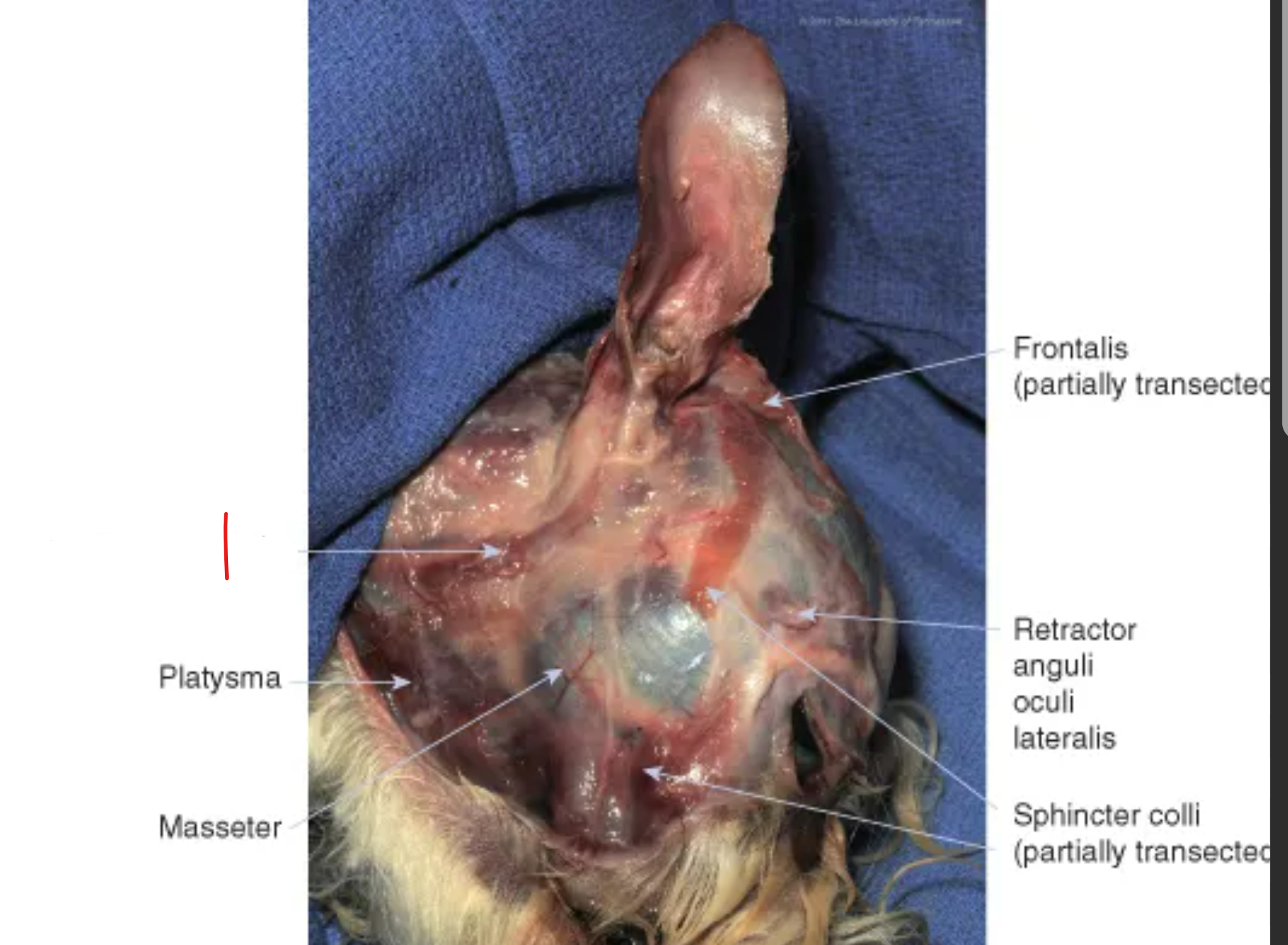 <p>what muscle is labeled</p>