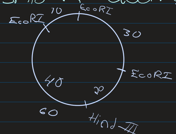 <p>See that there are 3 EcoRI (1st column)</p><ul><li><p>1 10kbp</p></li><li><p>1 30kbp</p></li><li><p>1 60 kbp</p></li></ul><p>See that there is 1 HindII (2nd conlum)</p><ul><li><p>Split the 60kpd section into: (3rd column)</p><ul><li><p>20kpd</p></li><li><p>40kpb</p></li></ul></li></ul>