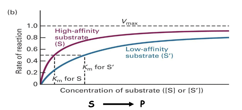 * the catalytic activity of an enzyme is described by Vmax and Km
* Vmax is the maximal velocity of a reaction at saturating substrate concentrations
  * the point where the enzymes are fully saturated
  * more product can be made as more substrate is added
* We can measure enzyme kinetics in a very simple way. 
* One substrate has a low-affinity interaction with the enzyme, the other substrate has a high-affinity interaction. 
* The X‐axis represents the concentration of the substrate. 
  * The concentration of the enzyme is held constant. 
* The Y‐axis represents the rate of the reaction, such as the rate at which the product is made. 
* With increasing substrate concentration, there is an increase in the rate at which products can be produced. 
* At a fixed enzyme concentration, more products can be made as more substrate is added. 
* The maximal velocity of the reaction will be achieved at a substrate concentration when all substrate binding pockets on all of the enzymes are, essentially, filled. 
* If you compare a low-affinity substrate and a high-affinity substrate with the same enzyme, they will have the same Vmax. 
* A fixed amount of enzyme will reach the same Vmax no matter which substrate, as this is the point at which the enzyme’s substrate binding pockets are saturated and the enzyme is working at maximum capacity. 
  * It will, however, take a higher concentration of low-affinity substrate to get to Vmax since the substrate and the enzyme are more frequently dissociating
* Vmax is unchangeable