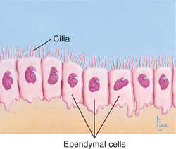 <p>separate the CNS interstitial fluid and cerebrospinal fluid</p>