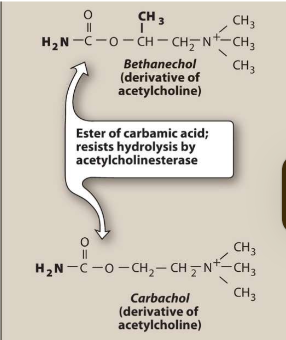 <ul><li><p><span><span>&nbsp;Has </span><strong><span>both </span></strong><span>muscarinic and nicotinic actions.</span></span></p></li><li><p><span><span>An</span><strong><span> ester of carbamic acid</span></strong><span> and a </span><strong><span>poor substrate for AChE.</span></strong></span></p></li><li><p><span><strong><span>Biotransformed</span></strong><span> by other esterases, but at a much </span><strong><span>slower</span></strong><span> rate.</span></span></p></li></ul><p></p>