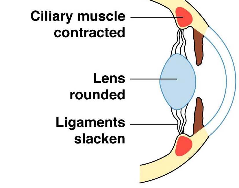 <p>-it releases tension on the ligaments and the lens becomes more rounded and thicker</p><p>-occurs when focusing on a nearby object</p><p>-causes muscle to constrict</p>