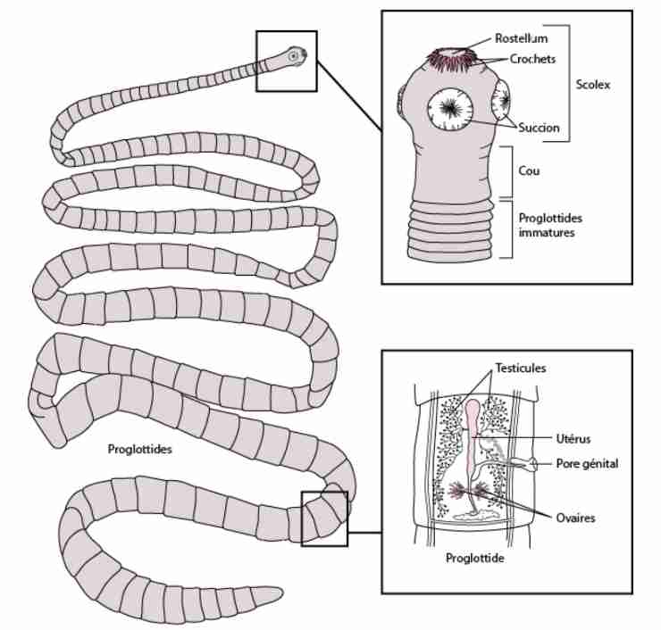 <p>Characteristics of cestodes </p>