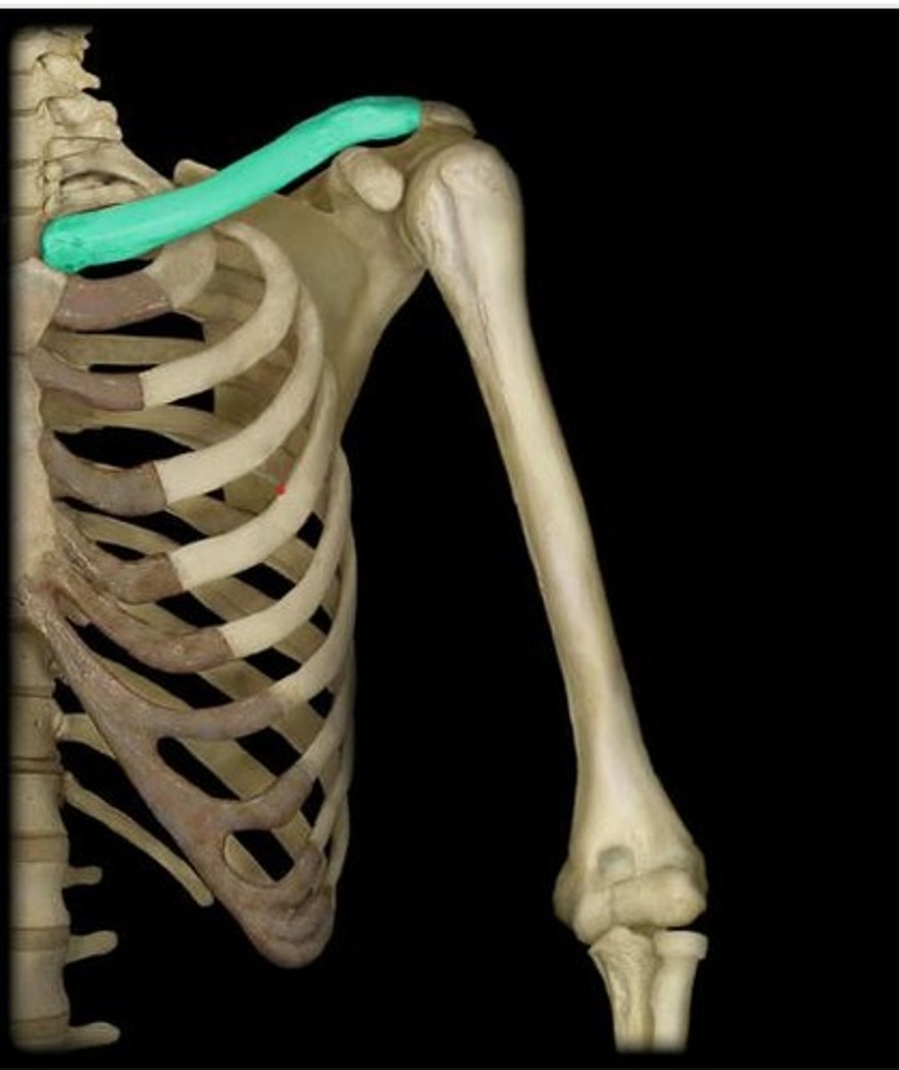<p>Collarbone connecting sternum to scapula.</p>