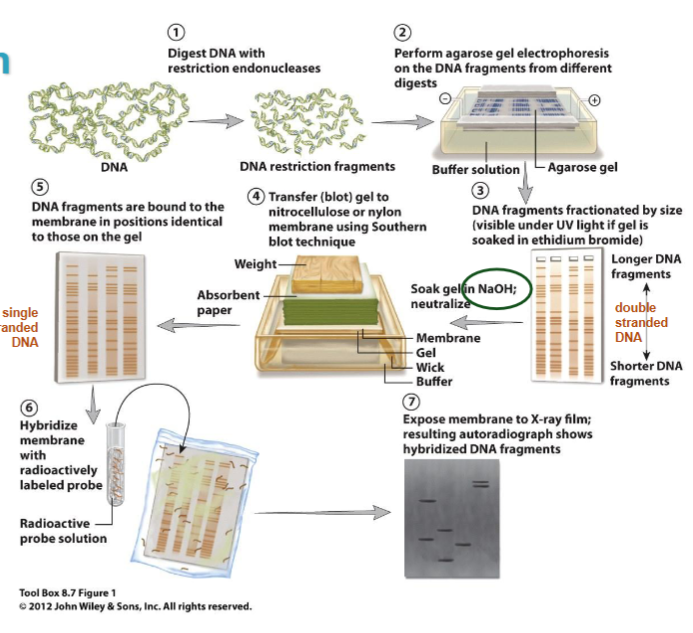 <p>detects specific DNA fragments by identifying specific restriction fragments in a complex mixture of fragments</p><p>can be used for:</p><ul><li><p>estimating # and position of gene copies in a genome</p></li><li><p>restriction mapping of genomic fragments</p></li><li><p>detecting cloned sequences, transgenes, homologous sequences in different genomes, repetitive sequences</p></li></ul><p></p>