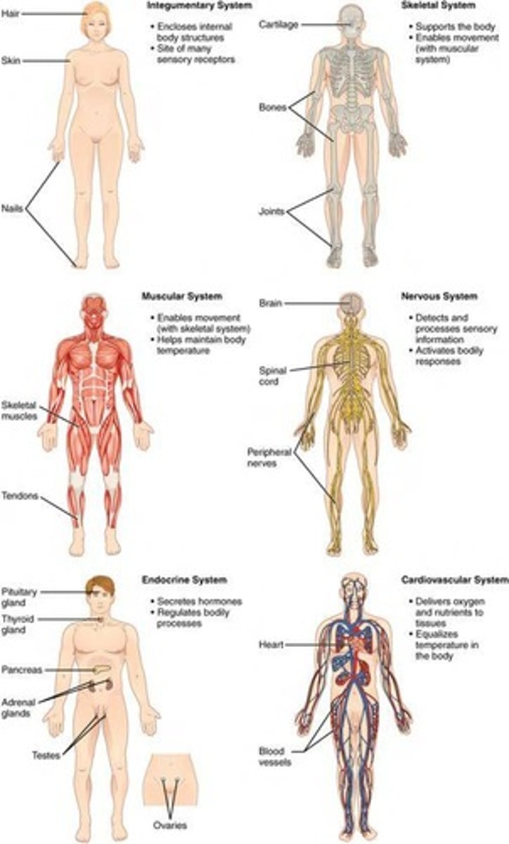<p>Methods developed to visualize structures inside the living body, such as cancerous tumors or fractured bones.</p>
