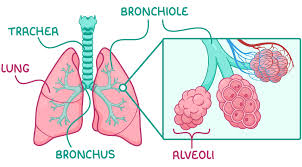 <p>Bronchioles</p>
