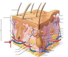 <p>sweat glands</p>