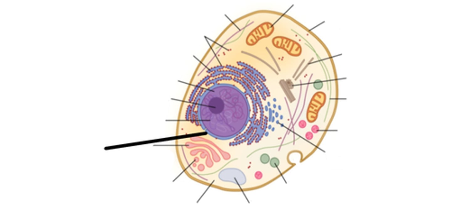 <p>This controls all cell activities and is where genetic information is found in the cell.</p>